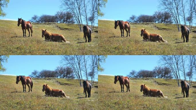 内蒙古草原上的三匹马