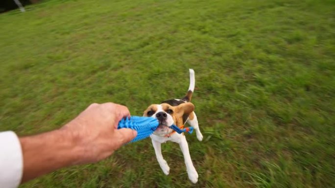 男人玩有趣的小猎犬，拖拉玩具，然后站起来，旋转狗