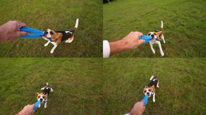 男人玩有趣的小猎犬，拖拉玩具，然后站起来，旋转狗