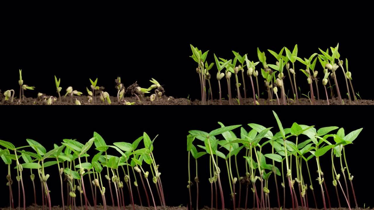 绿豆植物生长的时间流逝