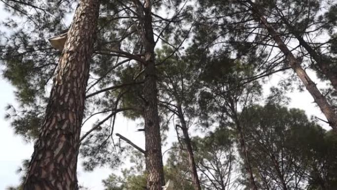 在阳光下的森林中查看松树的向上，底部视图-版税高质量的免费股票视频镜头大而高的松树。