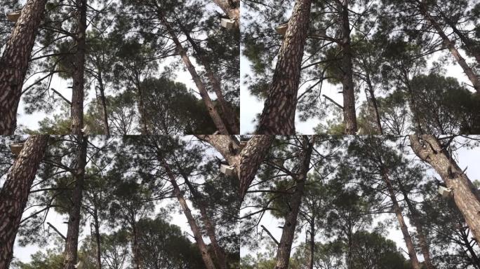 在阳光下的森林中查看松树的向上，底部视图-版税高质量的免费股票视频镜头大而高的松树。