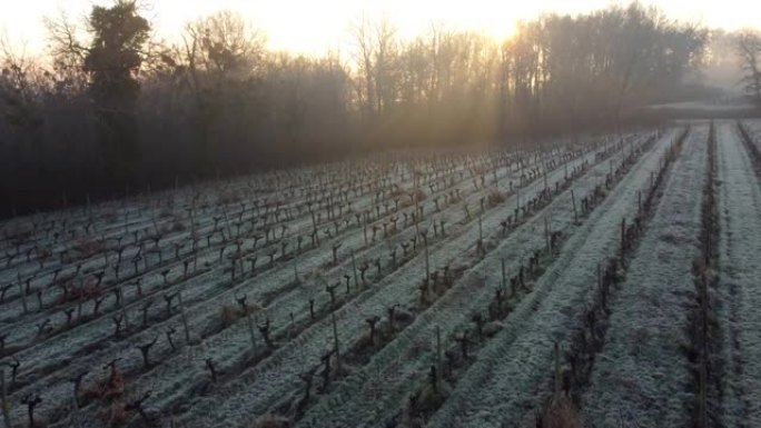 冰冻冬季葡萄园鸟瞰图，葡萄藤上的白霜，波尔多葡萄园，吉伦特，法国
