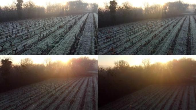 冰冻冬季葡萄园鸟瞰图，葡萄藤上的白霜，波尔多葡萄园，吉伦特，法国