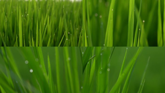4k风吹水稻草地露水绿色自然风景