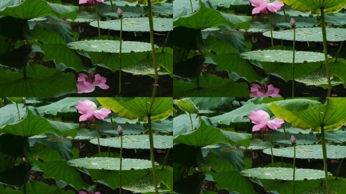 池塘里美丽的粉红色莲花，从水中的倒影移动到花朵，4k镜头，倾斜视频。