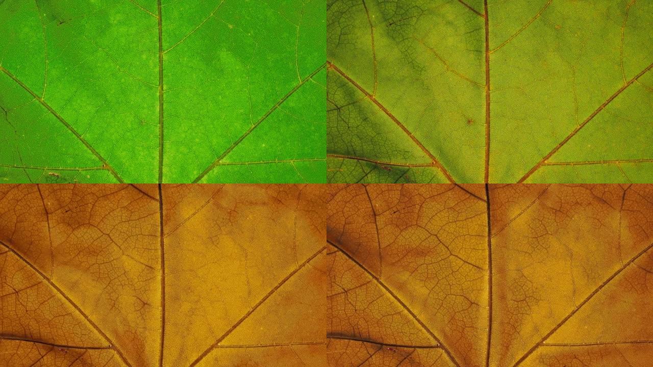 特写细节秋季落叶变色。绿色秋叶干燥变黄橙色。时令变化中的延时宏观植物叶片质地转变老化