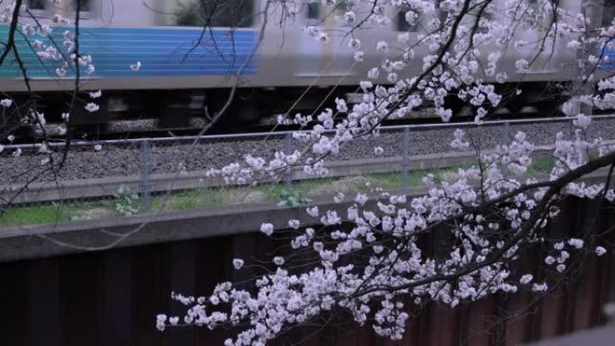 樱花与过往列车在铁路阴天