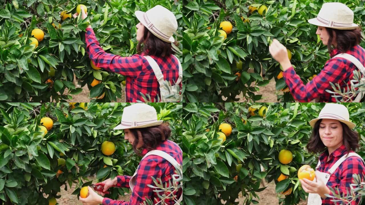 女农民检查橙色水果，看到生病的水果。农业和食品工业