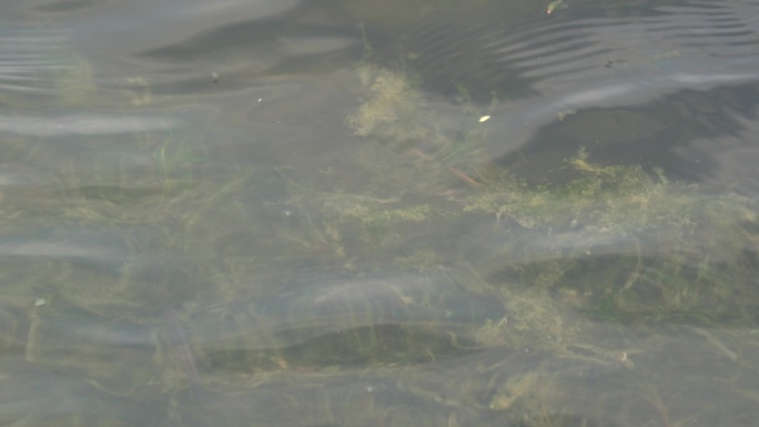 河中的水草在水底油油的招摇4K实拍