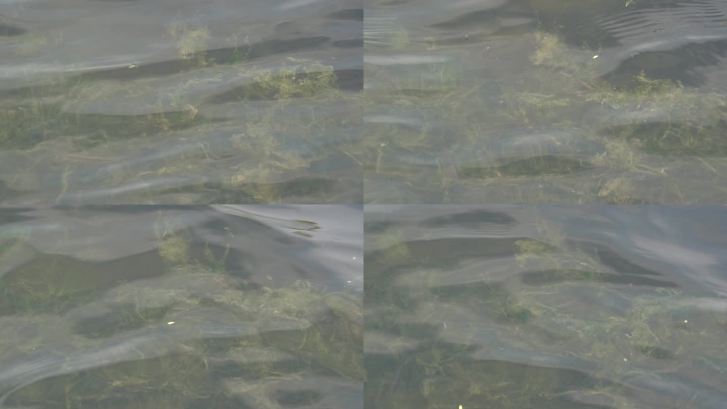 河中的水草在水底油油的招摇4K实拍