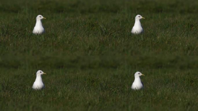 站在草地上的普通海鸥 (Larus canus)