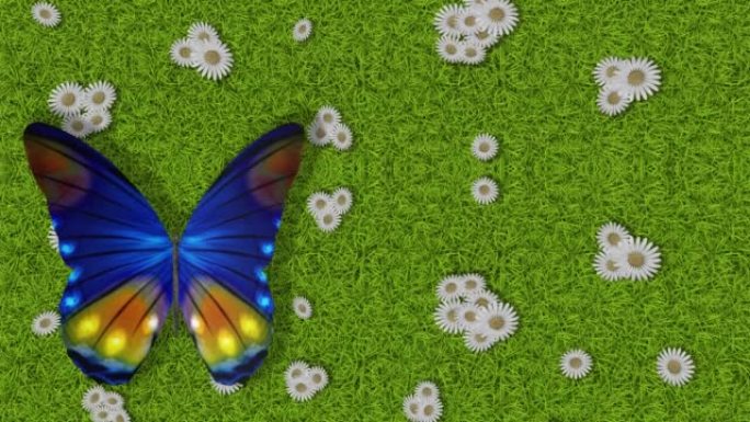 春夏。绿色草地花蝴蝶-电影。3D插图。