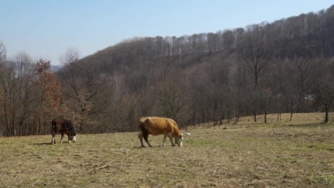 在山区的春季草地上放牧的奶牛。