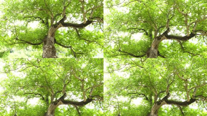 一棵老树，向上的相机倾斜运动。
