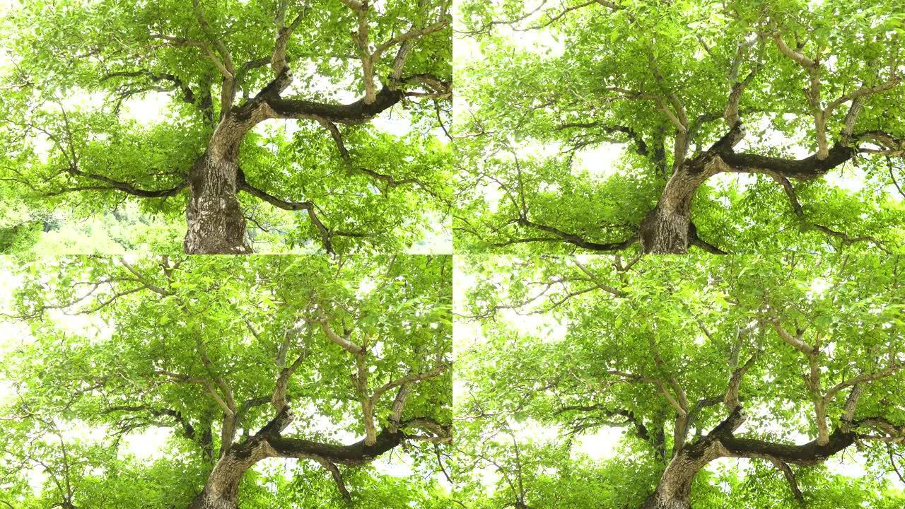 一棵老树，向上的相机倾斜运动。