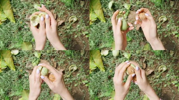 一个农家女孩剥核桃壳，在花园里收割。有选择性的重点