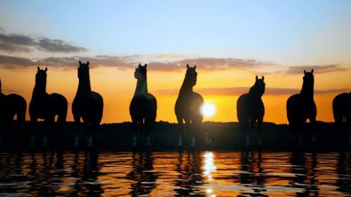 太阳落山时站在水边的一群野马的轮廓