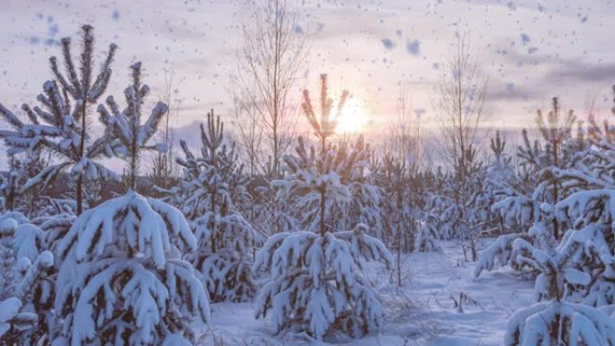 冬季景观有降雪，云杉树枝上的霜冻生长间隙，圣诞节冬季美丽景观