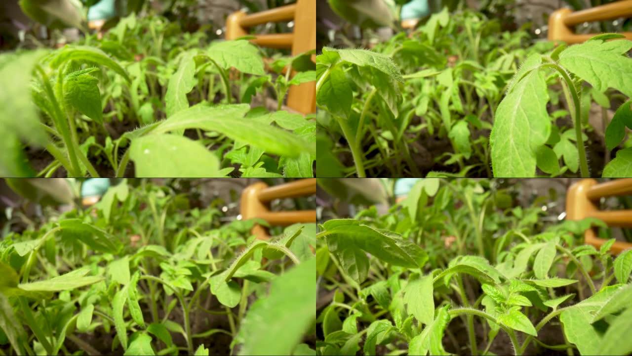 温室地面上生长的西红柿的绿色幼苗。花园里阳光照射下的蔬菜植物。农业，春天，园艺，农业。特写。慢动作就