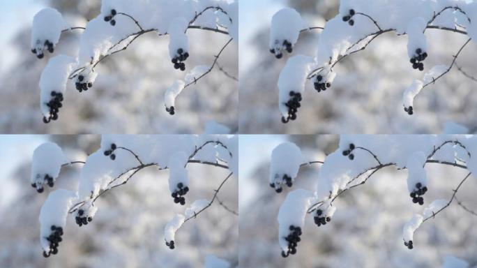 覆盖着蓬松雪的野生浆果的特写镜头。