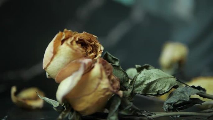 枯萎的玫瑰花朵落在黑色背景上，一束枯萎的玫瑰。枯萎的玫瑰的背景。枯萎的新娘花束。慢动作。