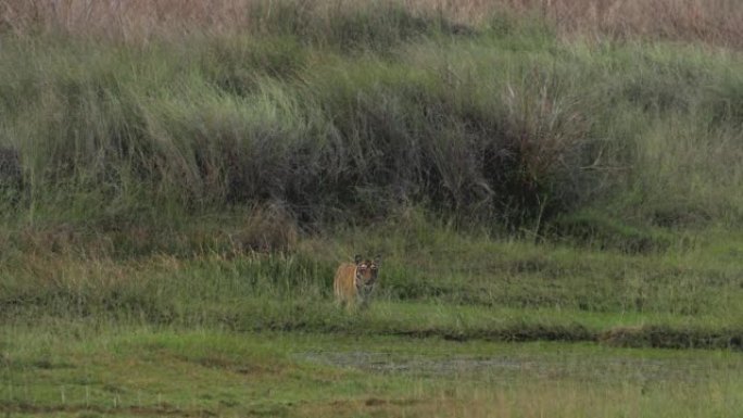 亚成年虎崽在印度中部的草地上放松
