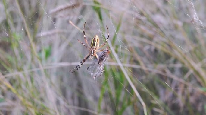 黄蜂蜘蛛坐在网上，一只苍蝇被抓住。4K.特写