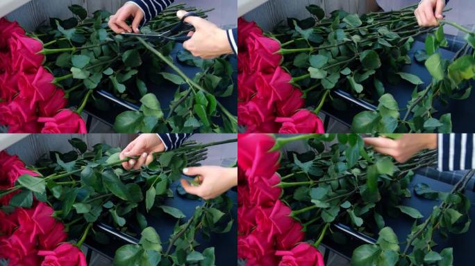 花店安排一束粉红玫瑰。关闭花店，用修枝剪切割玫瑰茎，同时进行构图安排。花店沙龙的工作日