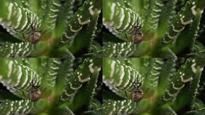 灰翅蝇虫坐在常绿肉质植物上。离体黑色芦荟叶上有翅膀的昆虫。动植物壁纸。自然之美和自然设计。宏观。慢动