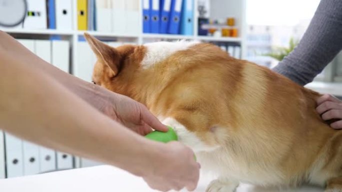 兽医医生绷带狗的爪子疼痛特写