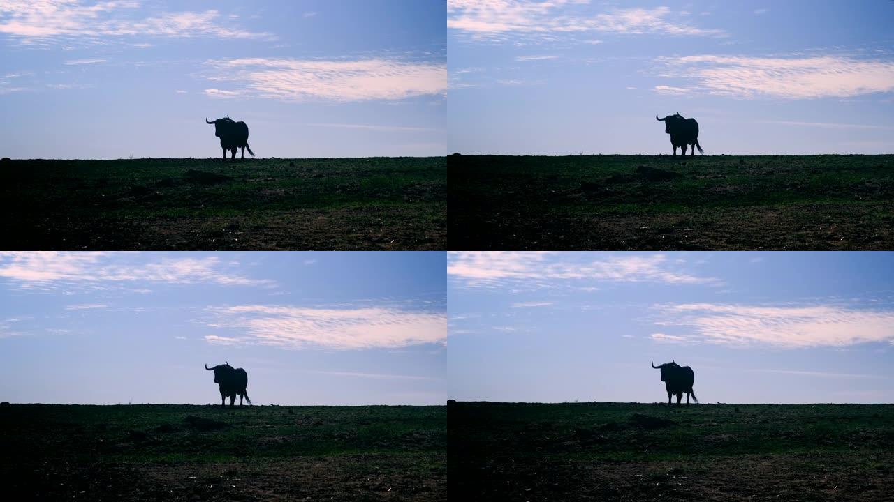 草地上挑战斗牛的剪影