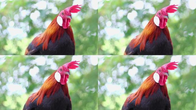 早晨，乡村农场的成年公鸡的肖像特写镜头与模糊的bokeh自然背景。