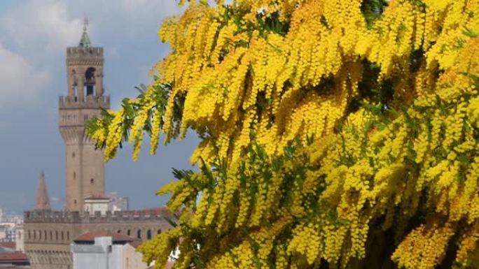 佛罗伦萨米开朗基罗广场盛开的含羞草植物，背景是佛罗伦萨市政厅的塔楼。意大利。选择性聚焦