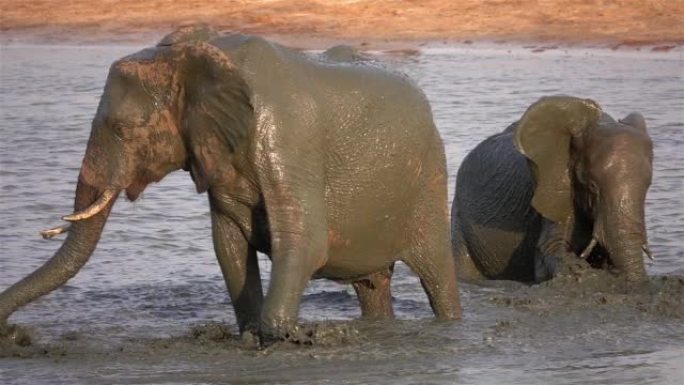 非洲大象在非洲河流中泼水