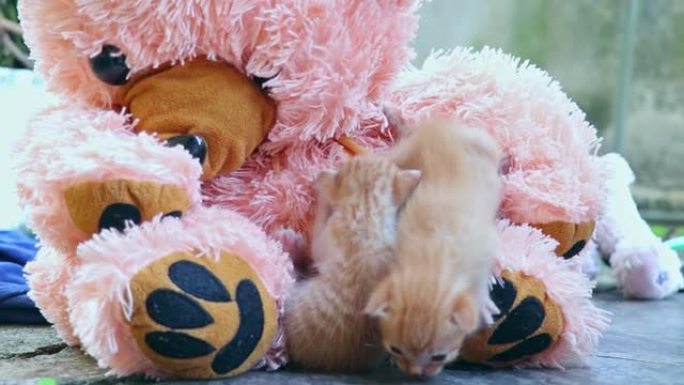 小而可爱的小猫玩泰迪熊。