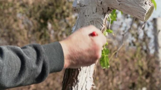 专业园丁在春天小心地美白他的花园树木。树木护理和害虫防治