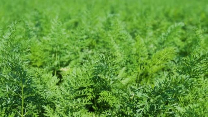 胡萝卜植物生长在地球上。有机农业，田野里的行特写。