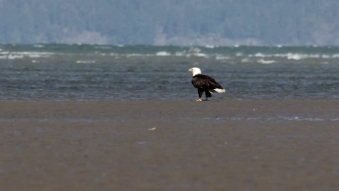 白头鹰站在加拿大温哥华的海滩上