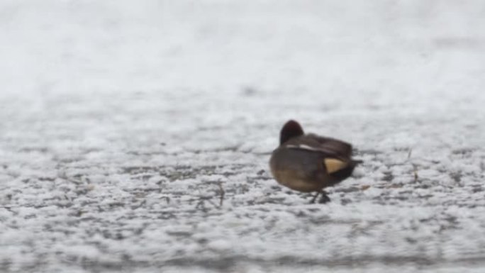 在覆盖湖泊的冰上滑行并定期滑倒的野鸭