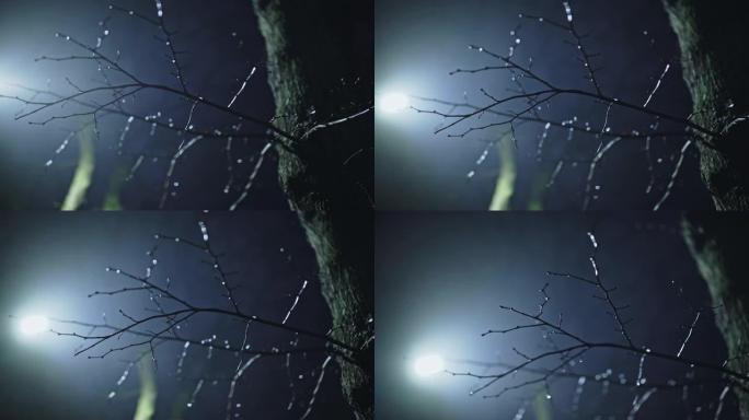 在月光下的树上闪闪发光的光秃秃的无叶湿雪树枝在寒冷的大气薄雾或雾蒙蒙的冬夜在月亮的背光中闪闪发光