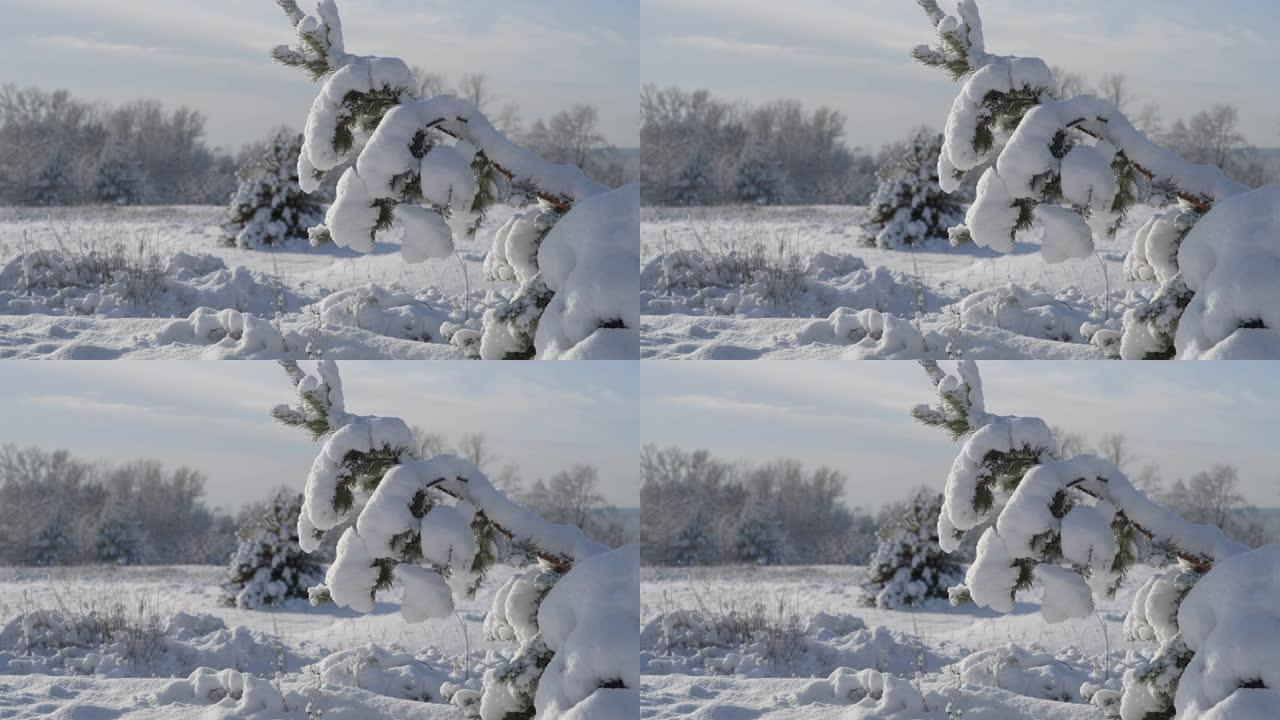 松树在雪的重压下弯曲了。