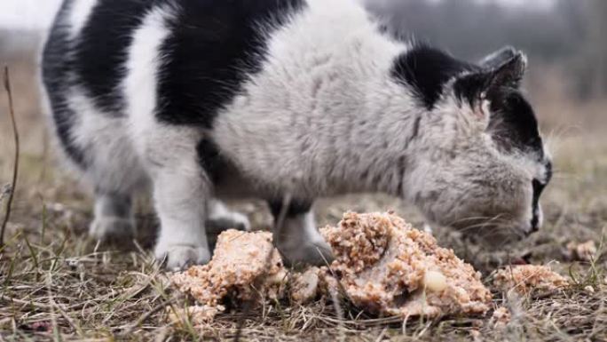 街头流浪猫在草地上吃东西