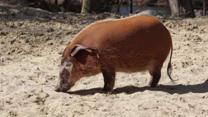 红河猪，Potamochoerus porcus，又称灌木猪。
