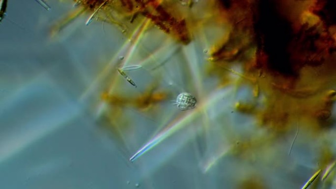 纤毛虫-微观生物