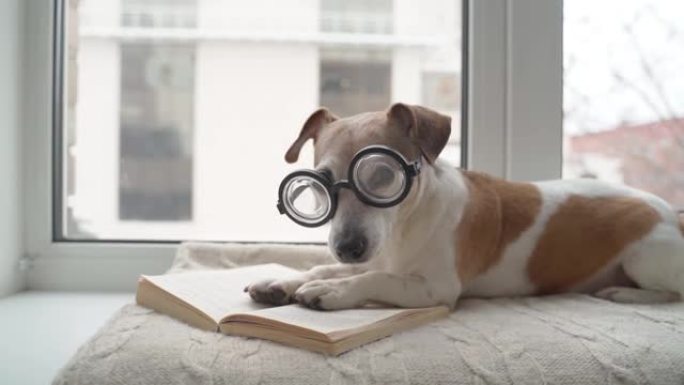 戴眼镜的聪明书呆子狗喜欢阅读