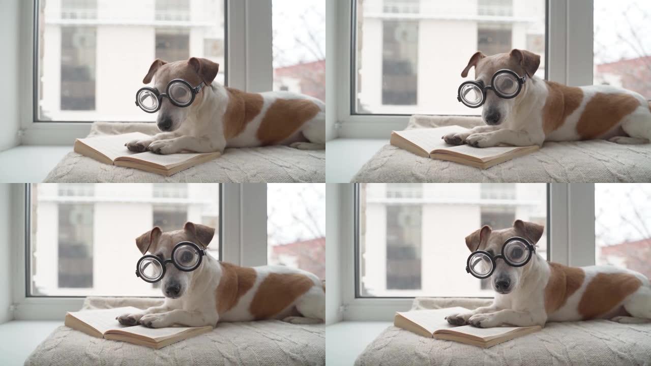 戴眼镜的聪明书呆子狗喜欢阅读