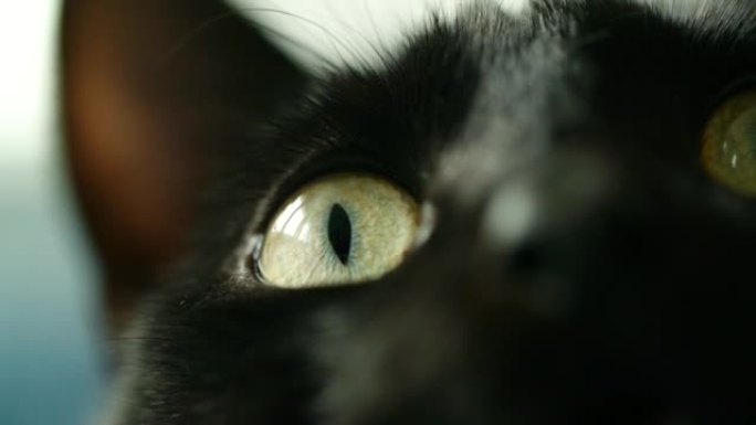 黑猫黑猫