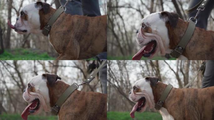 户外散步时舌头伸出的狗的脸特写。英国斗牛犬在领跑附近的主人。4k