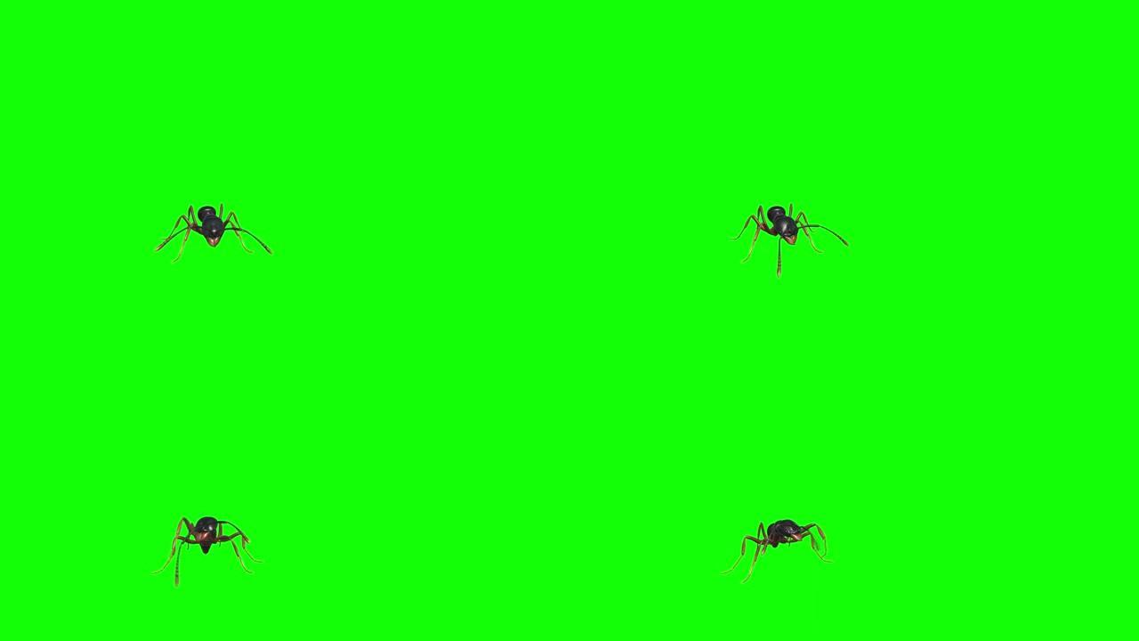 蚂蚁在绿色屏幕上看